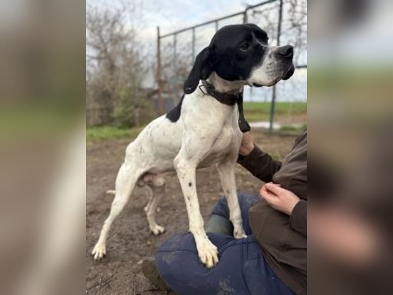 Sanfter Stefano sucht Familienanschluss