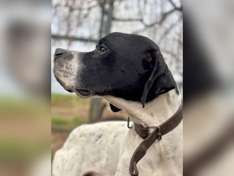 Sanfter Stefano sucht Familienanschluss