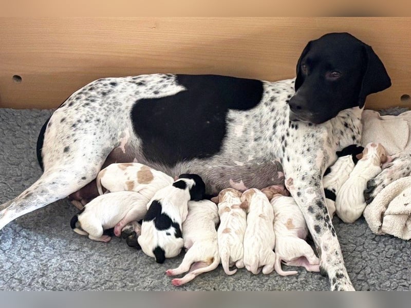 9 English Pointer Welpen mit VDH/FCI-Papieren (weiß-schwarz / weiß-orange)i)