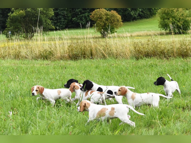 Noch 4 English Pointer Welpen mit VDH/FCI-Papieren (weiß-schwarz / weiß-orange)i)