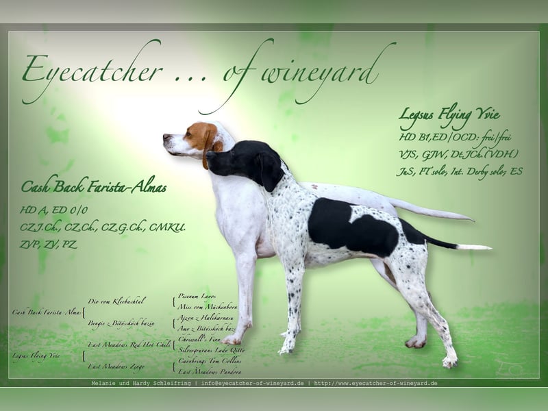 Wurferwartung: English Pointer Welpen mit VDH/FCI-Papieren (multi-purpose)