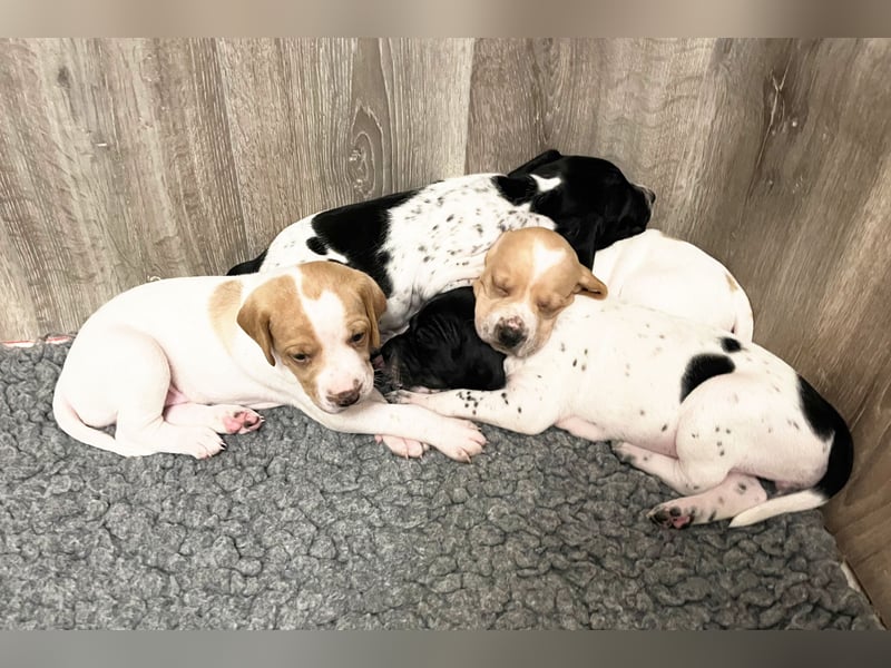 Noch 4 English Pointer Welpen mit VDH/FCI-Papieren (weiß-schwarz / weiß-orange)i)