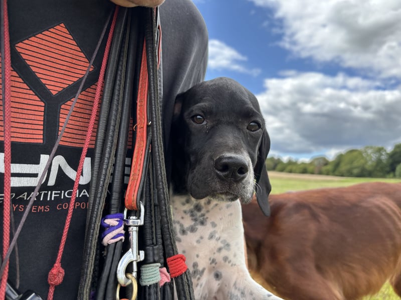 Noch 4 supersüße English Pointer Welpen mit VDH/FCI-Papieren (weiß-schwarz / weiß-orange)i)