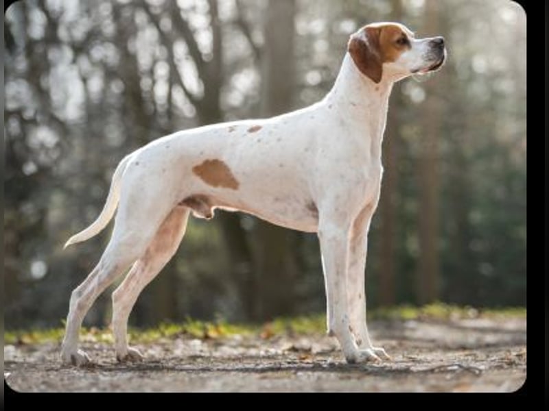 Wurferwartung: English Pointer Welpen mit VDH/FCI-Papieren (multi-purpose)