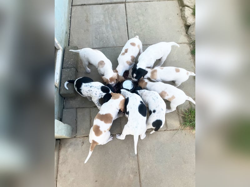 Noch 4 English Pointer Welpen mit VDH/FCI-Papieren (weiß-schwarz / weiß-orange)i)