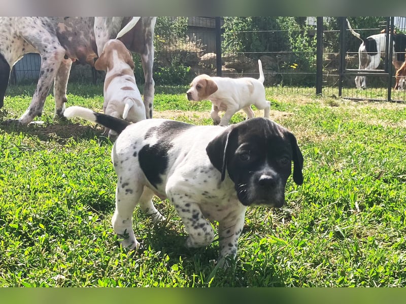 Noch 4 English Pointer Welpen mit VDH/FCI-Papieren (weiß-schwarz / weiß-orange)i)
