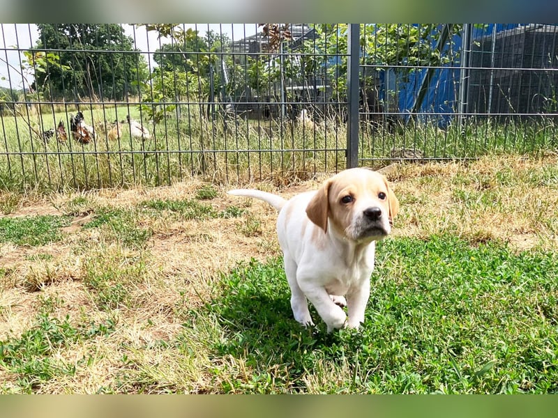 Noch 4 English Pointer Welpen mit VDH/FCI-Papieren (weiß-schwarz / weiß-orange)i)