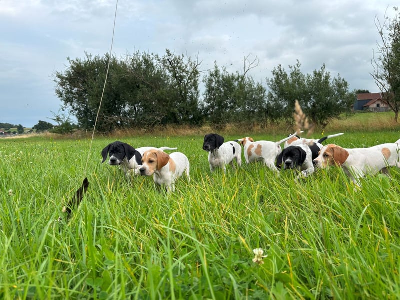 Noch 4 supersüße English Pointer Welpen mit VDH/FCI-Papieren (weiß-schwarz / weiß-orange)i)