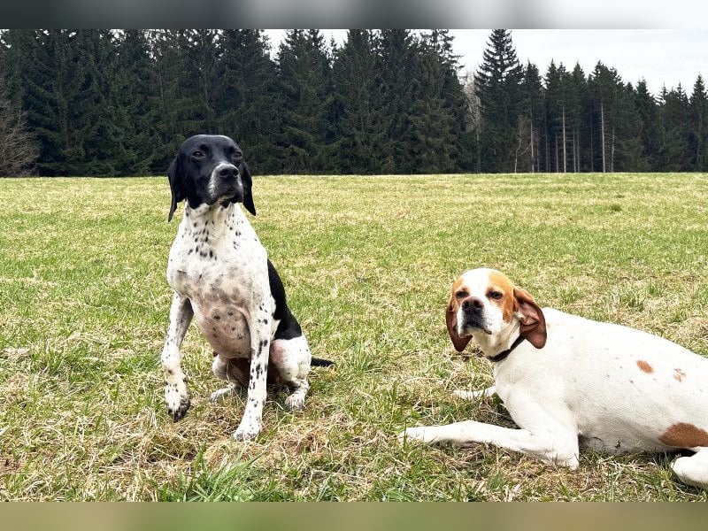 Wurferwartung: English Pointer Welpen mit VDH/FCI-Papieren (multi-purpose)