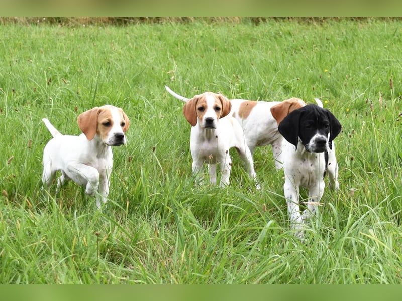 Noch 4 English Pointer Welpen mit VDH/FCI-Papieren (weiß-schwarz / weiß-orange)i)