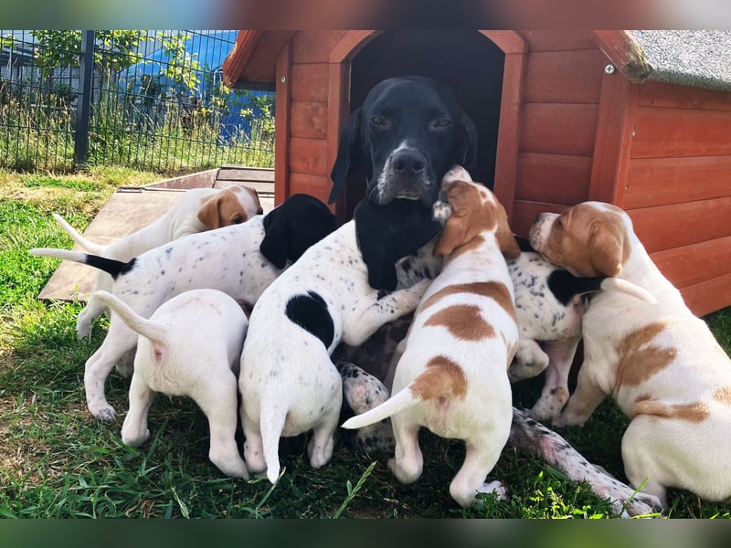 Noch 4 English Pointer Welpen mit VDH/FCI-Papieren (weiß-schwarz / weiß-orange)i)
