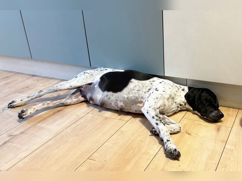 9 English Pointer Welpen mit VDH/FCI-Papieren (weiß-schwarz / weiß-orange)i)