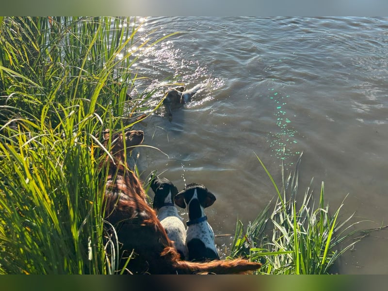 Noch 4 supersüße English Pointer Welpen mit VDH/FCI-Papieren (weiß-schwarz / weiß-orange)i)