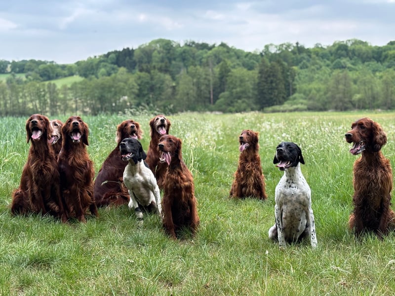 9 English Pointer Welpen mit VDH/FCI-Papieren (weiß-schwarz / weiß-orange)i)