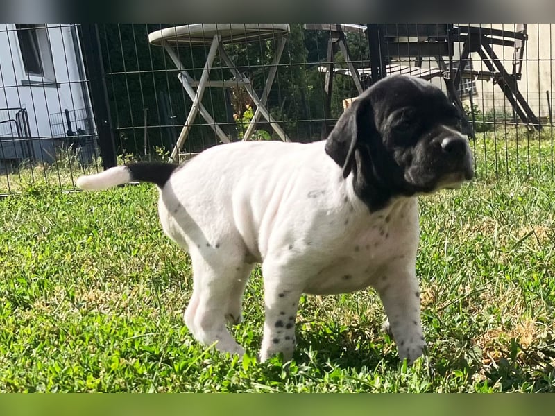 Noch 4 English Pointer Welpen mit VDH/FCI-Papieren (weiß-schwarz / weiß-orange)i)