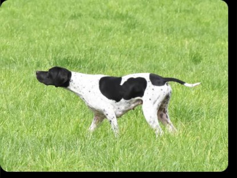 Wurferwartung: English Pointer Welpen mit VDH/FCI-Papieren (multi-purpose)