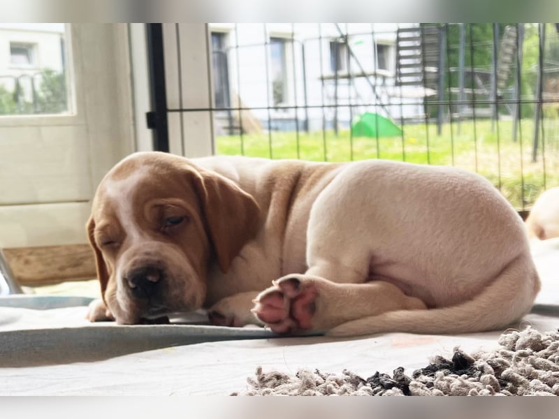 Noch 4 English Pointer Welpen mit VDH/FCI-Papieren (weiß-schwarz / weiß-orange)i)