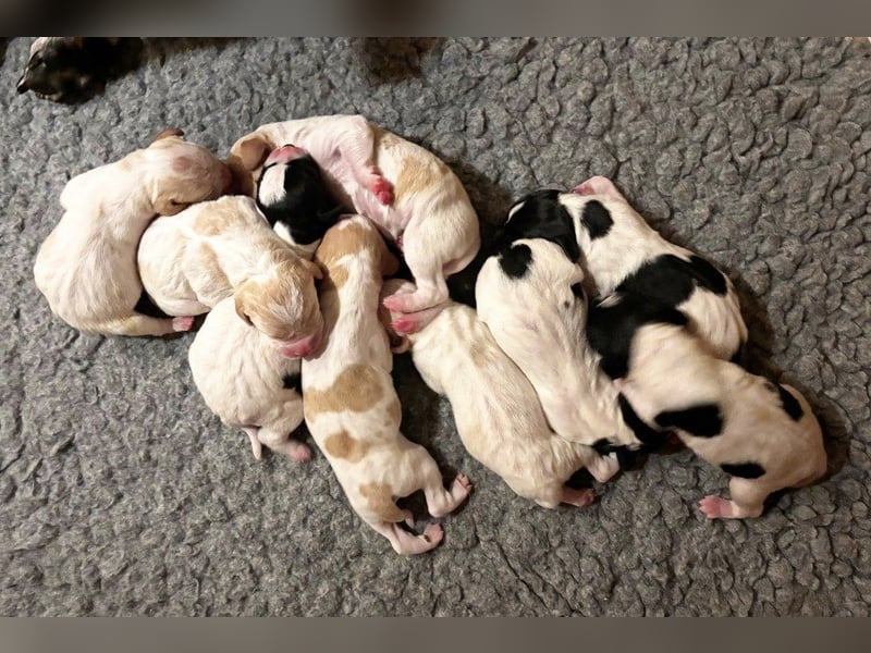 9 English Pointer Welpen mit VDH/FCI-Papieren (weiß-schwarz / weiß-orange)i)