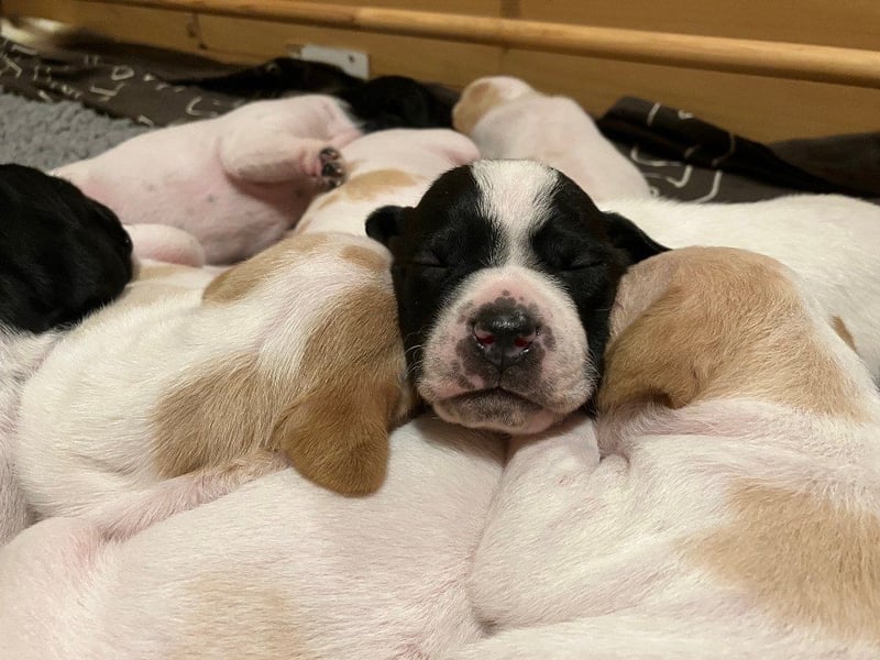 Noch 4 English Pointer Welpen mit VDH/FCI-Papieren (weiß-schwarz / weiß-orange)i)