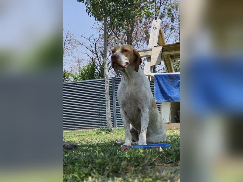 DUNA ❤️ liebevolle Pointer Mix Dame, Pflegefamilie Immenhausen
