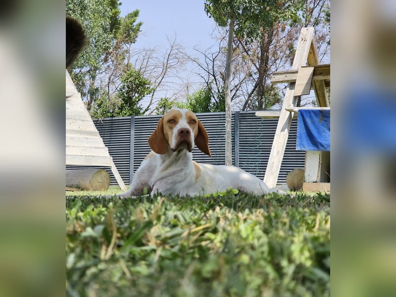 DUNA ❤️ liebevolle Pointer Mix Dame, Pflegefamilie Immenhausen