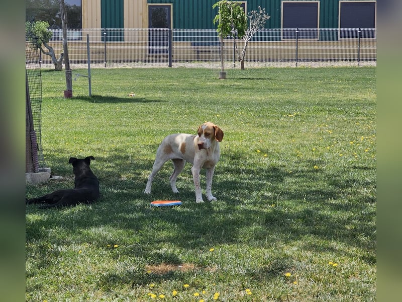 DUNA ❤️ liebevolle Pointer Mix Dame, Pflegefamilie Immenhausen