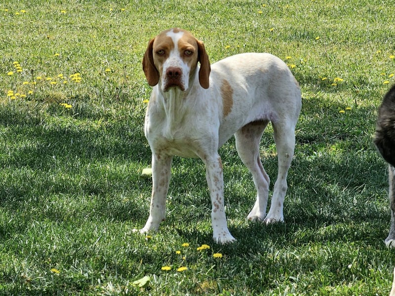 DUNA ❤️ liebevolle Pointer Mix Dame, Pflegefamilie Immenhausen