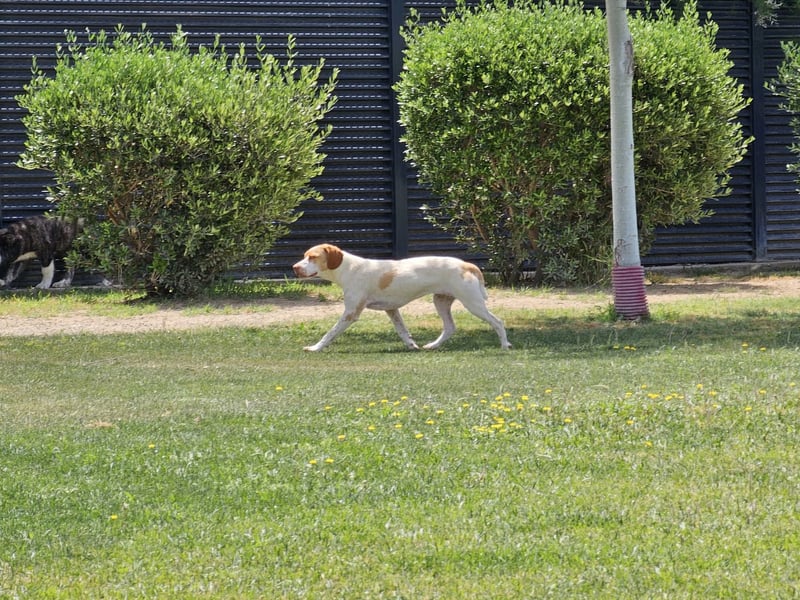 DUNA ❤️ liebevolle Pointer Mix Dame, Pflegefamilie Immenhausen