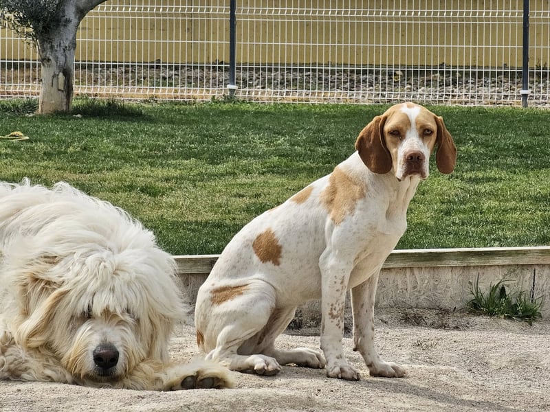 DUNA ❤️ liebevolle Pointer Mix Dame, Pflegefamilie Immenhausen