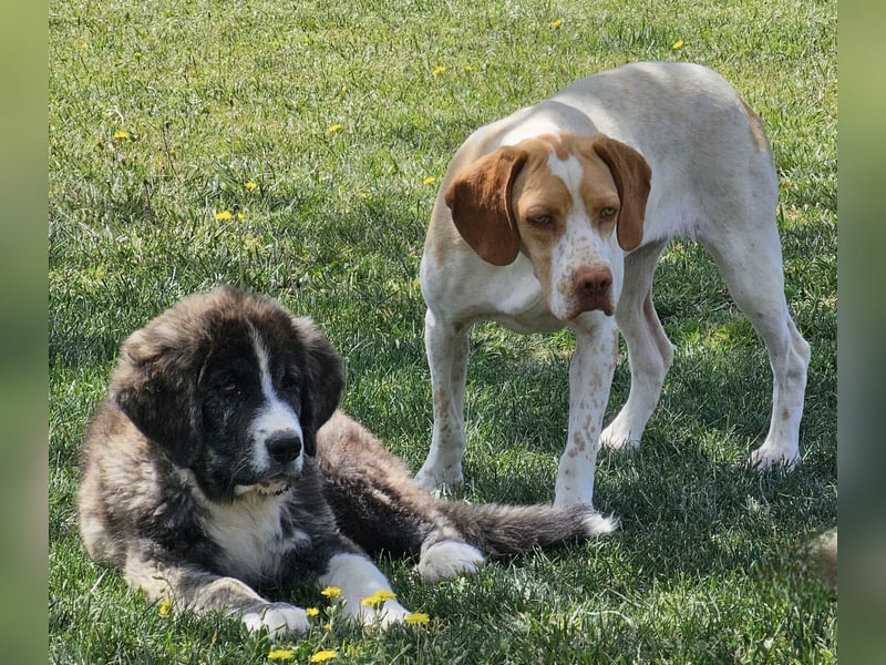 DUNA ❤️ liebevolle Pointer Mix Dame, Pflegefamilie Immenhausen