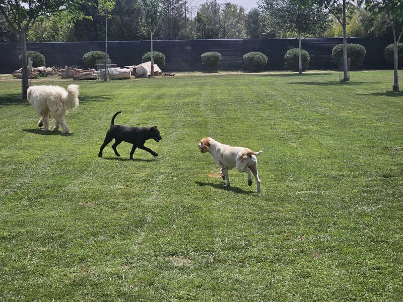 DUNA ❤️ liebevolle Pointer Mix Dame, Pflegefamilie Immenhausen