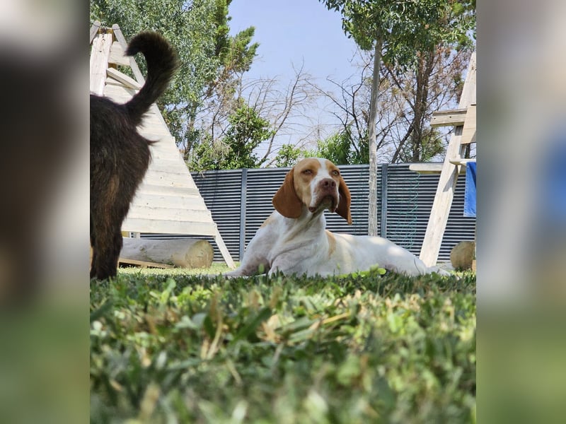 DUNA ❤️ liebevolle Pointer Mix Dame, Pflegefamilie Immenhausen