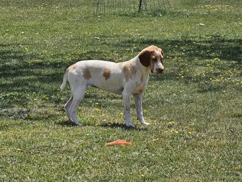 DUNA ❤️ liebevolle Pointer Mix Dame, Pflegefamilie Immenhausen