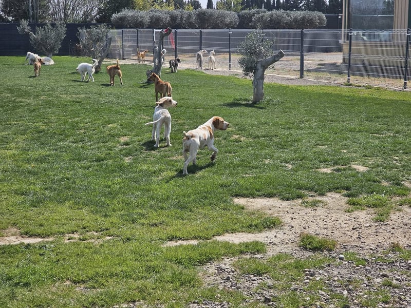 DUNA ❤️ liebevolle Pointer Mix Dame, Pflegefamilie Immenhausen
