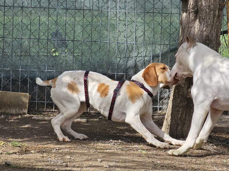 DUNA ❤️ liebevolle Pointer Mix Dame, Pflegefamilie Immenhausen