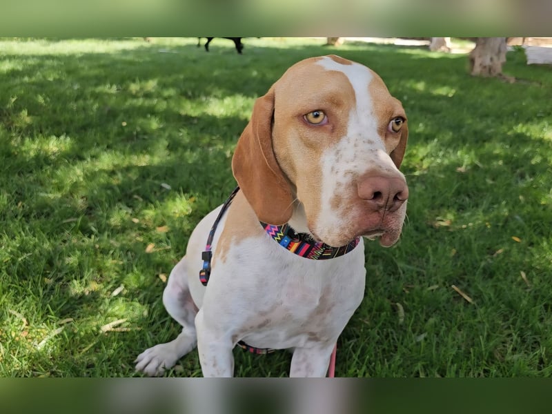 DUNA ❤️ liebevolle Pointer Mix Dame, Pflegefamilie Immenhausen