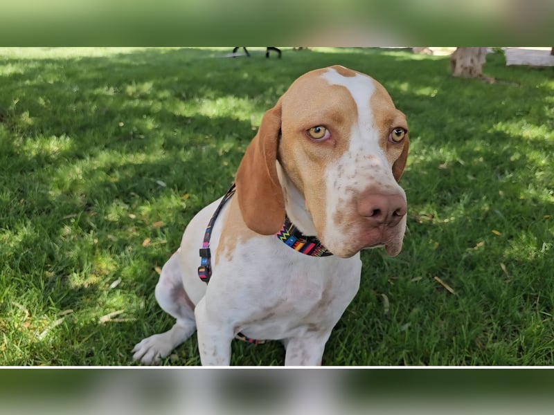 DUNA ❤️ liebevolle Pointer Mix Dame, Pflegefamilie Immenhausen