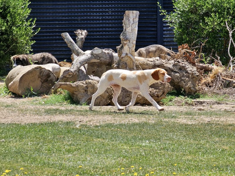 DUNA ❤️ liebevolle Pointer Mix Dame, Pflegefamilie Immenhausen