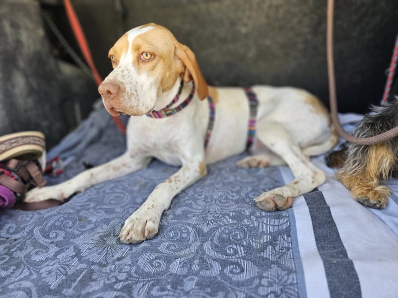 DUNA ❤️ liebevolle Pointer Mix Dame, Pflegefamilie Immenhausen