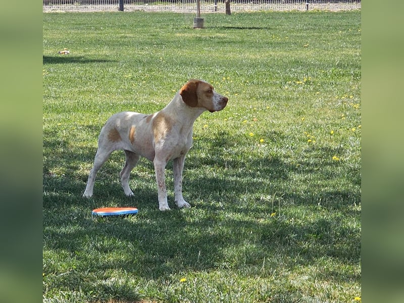 DUNA ❤️ liebevolle Pointer Mix Dame, Pflegefamilie Immenhausen