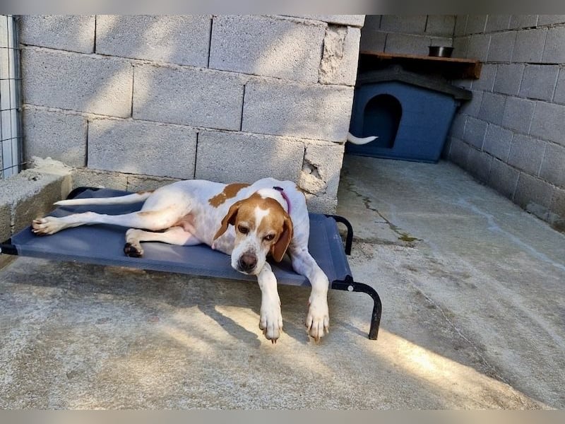 Süße und liebevolle Pointer Mix Hündin EMMA sucht eine Familie