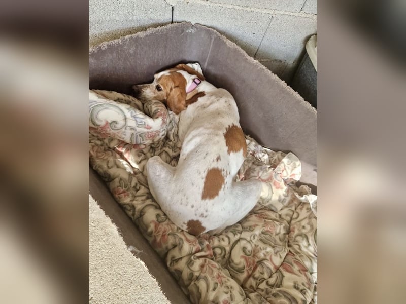 Süße und liebevolle Pointer Mix Hündin EMMA sucht eine Familie