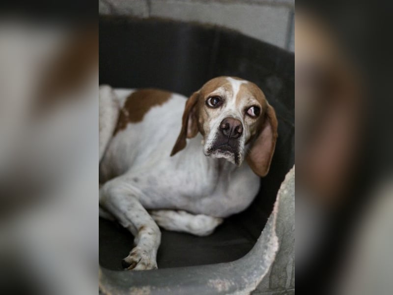 Süße und liebevolle Pointer Mix Hündin EMMA sucht eine Familie