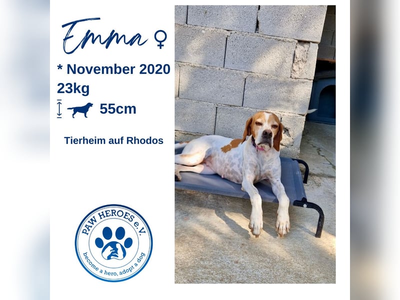 Süße und liebevolle Pointer Mix Hündin EMMA sucht eine Familie