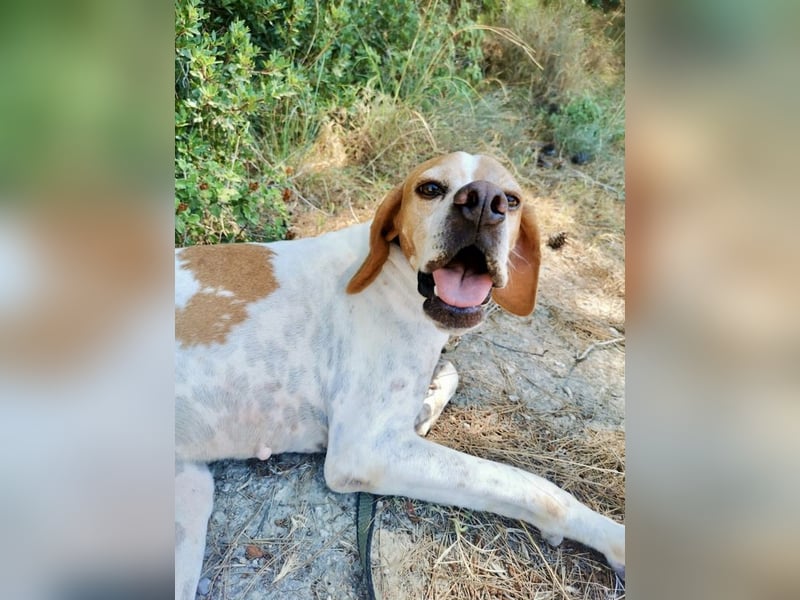 Süße und liebevolle Pointer Mix Hündin EMMA sucht eine Familie