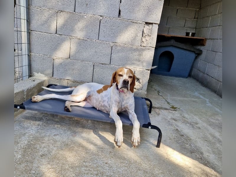 Süße und liebevolle Pointer Mix Hündin EMMA sucht eine Familie