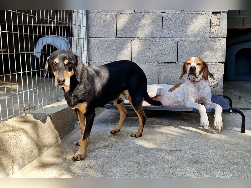 Süße und liebevolle Pointer Mix Hündin EMMA sucht eine Familie