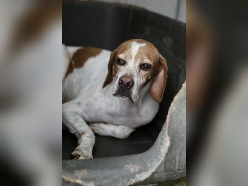 Süße und liebevolle Pointer Mix Hündin EMMA sucht eine Familie