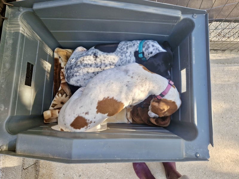 Süße und liebevolle Pointer Mix Hündin EMMA sucht eine Familie