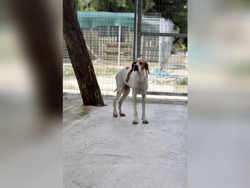 Süße und liebevolle Pointer Mix Hündin EMMA sucht eine Familie